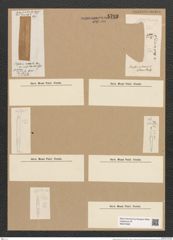 Fragilaria bidens Heib. (de-Toni-Nr.: Genus 73, Species 2738) Zeichnungen Sammlung Grunow Nr. 5703 (NHMW-BOT-W0374090)